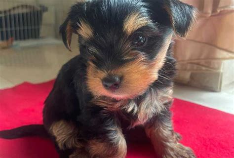 tweedehands net honden|Yorkshireterrier te Koop Aangeboden op Tweedehands.net